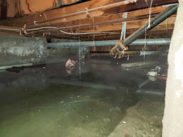 Best Sewage cleanup and water damage restoration  in Miller, SD